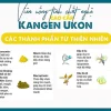 Thành Phần Chính Của Viên Nghệ TURMERIC KANGEN UKON SIGMA