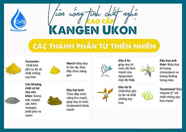 Thành Phần Chính Của Viên Nghệ TURMERIC KANGEN UKON SIGMA