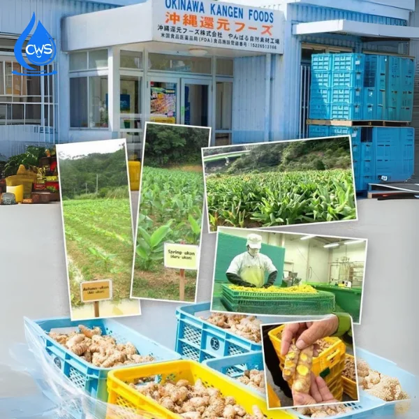 Viên nghệ TURMERIC KANGEN UKON SIGMA được sản xuất từ nghệ hữu cơ tại Yanbaru, Okinawa